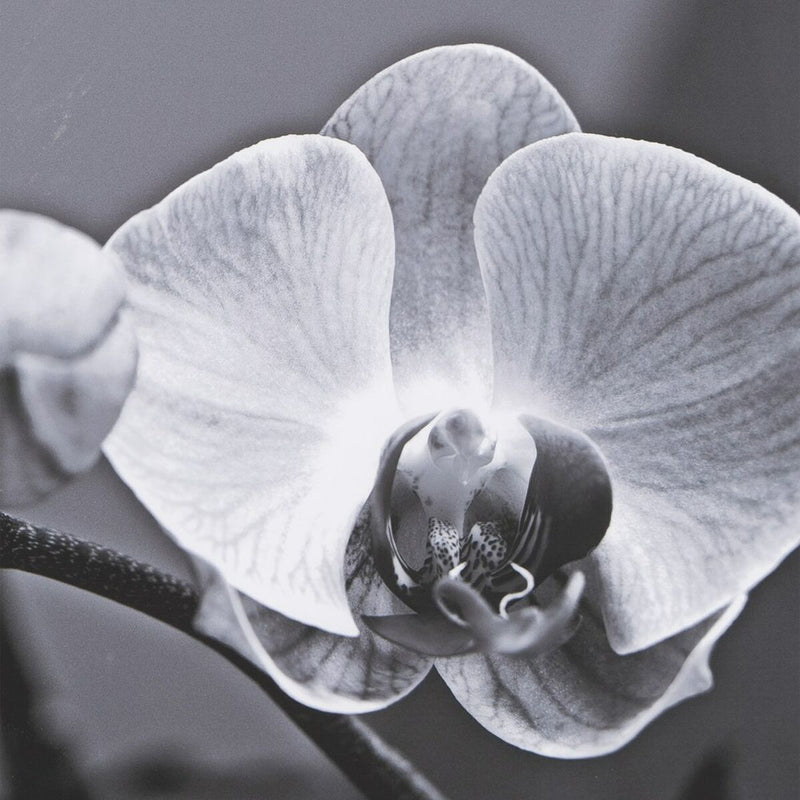 Leinwandbild einer Orchidee